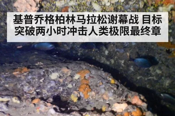 基普乔格柏林马拉松谢幕战 目标突破两小时冲击人类极限最终章